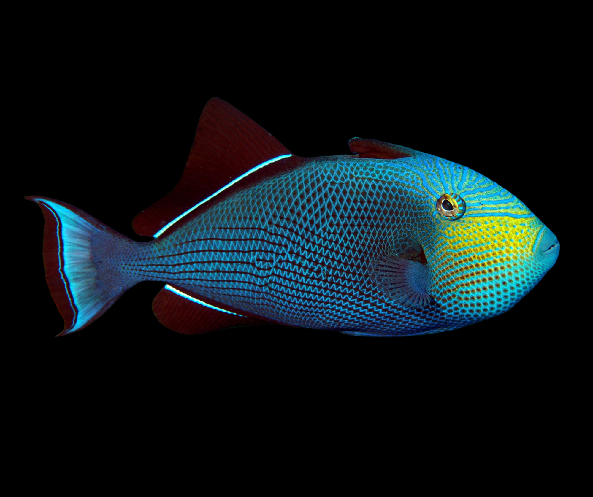Black Triggerfish